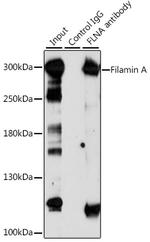 Filamin A Antibody in Immunoprecipitation (IP)
