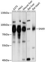 SNX9 Antibody in Western Blot (WB)