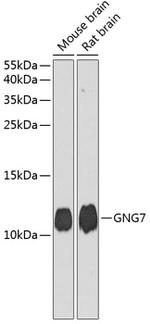 GNG7 Antibody in Western Blot (WB)