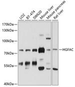 HGF Activator Antibody in Western Blot (WB)