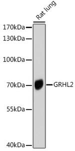 GRHL2 Antibody in Western Blot (WB)