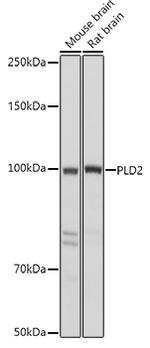 PLD2 Antibody in Western Blot (WB)