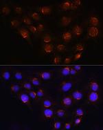 GOLGA4 Antibody in Immunocytochemistry (ICC/IF)