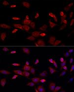 CISD1 Antibody in Immunocytochemistry (ICC/IF)