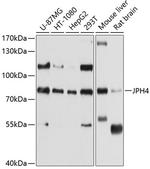 JPH4 Antibody in Western Blot (WB)