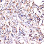 STOML2 Antibody in Immunohistochemistry (Paraffin) (IHC (P))