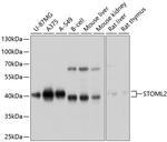 STOML2 Antibody in Western Blot (WB)