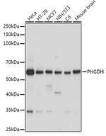 PHGDH Antibody in Western Blot (WB)