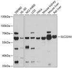 SLC22A4 Antibody in Western Blot (WB)