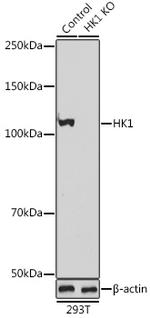 HK1 Antibody