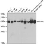 Aldolase A Antibody in Western Blot (WB)