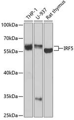 IRF5 Antibody in Western Blot (WB)