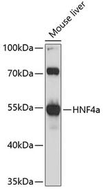 HNF4A Antibody in Western Blot (WB)
