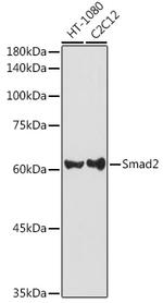 SMAD2 Antibody in Western Blot (WB)