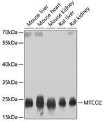 MTCO2 Antibody in Western Blot (WB)