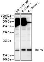 Bcl-W Antibody in Western Blot (WB)