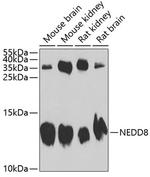 NEDD8 Antibody in Western Blot (WB)