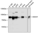 DDX3Y Antibody in Western Blot (WB)