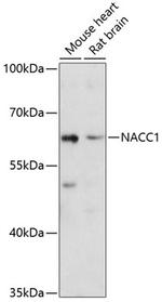 NAC1 Antibody in Western Blot (WB)