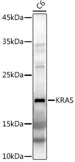 K-Ras Antibody in Western Blot (WB)