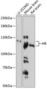 Hairless Antibody in Western Blot (WB)