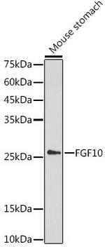 FGF10 Antibody in Western Blot (WB)