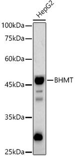 BHMT Antibody in Western Blot (WB)