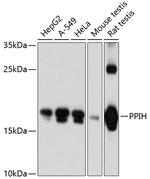 PPIH Antibody in Western Blot (WB)