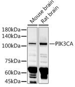 PIK3CA Antibody in Western Blot (WB)