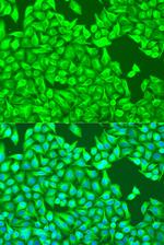 TUBB8 Antibody in Immunocytochemistry (ICC/IF)