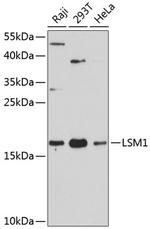 LSM1 Antibody in Western Blot (WB)