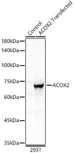 ACOX2 Antibody in Western Blot (WB)