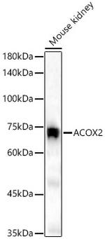 ACOX2 Antibody in Western Blot (WB)