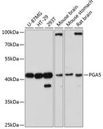 PGA5 Antibody in Western Blot (WB)