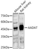 AADAT Antibody in Western Blot (WB)