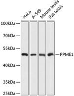 PPME1 Antibody in Western Blot (WB)