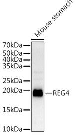 REG4 Antibody in Western Blot (WB)