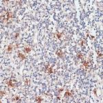 Cathepsin G Antibody in Immunohistochemistry (Paraffin) (IHC (P))