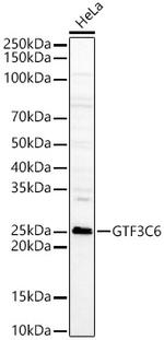GTF3C6 Antibody in Western Blot (WB)