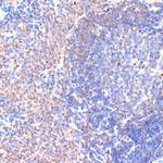 CXCL12 Antibody in Immunohistochemistry (Paraffin) (IHC (P))