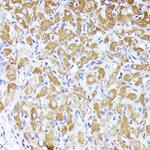 DBI Antibody in Immunohistochemistry (Paraffin) (IHC (P))