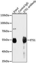 ETS1 Antibody in Immunoprecipitation (IP)