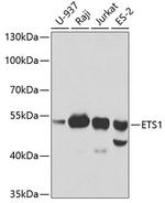 ETS1 Antibody in Western Blot (WB)