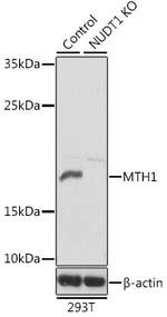 MTH1 Antibody