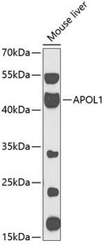 Apolipoprotein L1 Antibody in Western Blot (WB)