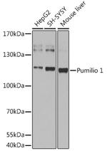PUM1 Antibody in Western Blot (WB)