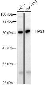 HAS3 Antibody in Western Blot (WB)