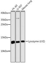 Lysozyme Antibody in Western Blot (WB)