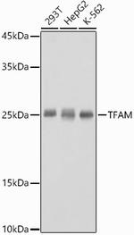 TFAM Antibody in Western Blot (WB)