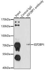 IGF2BP1 Antibody in Immunoprecipitation (IP)